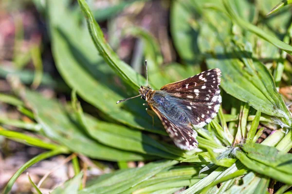 Red Underwing Skipper (spialia sertorius) on the leaves of plantain — Stock Photo, Image