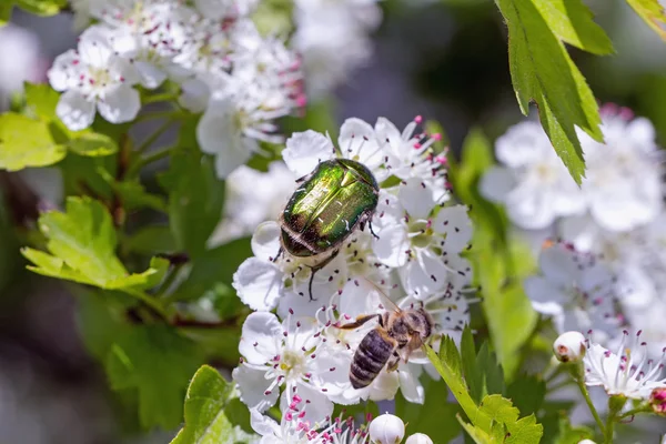 サンザシで、お花のカブトムシとミツバチ — ストック写真