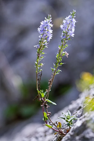 Heath Speedwell (Veronica officinalis) on the rock — Stock Photo, Image