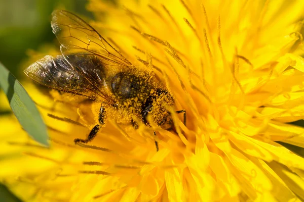 Dusty Bee collecting pollen on a dandelion — Stock Photo, Image