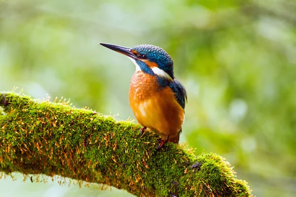 Kingfisher (Alcedo atthis) наблюдает за хищником, сидящим на ветке — стоковое фото