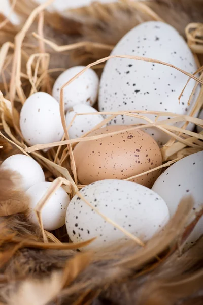 Simbolo di Pasqua — Foto Stock