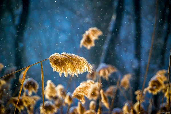 Heure magique d'hiver — Photo