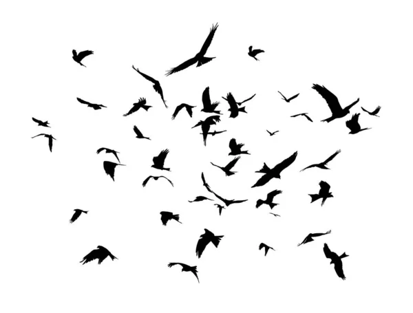 Gregge Uccelli Volo — Vettoriale Stock