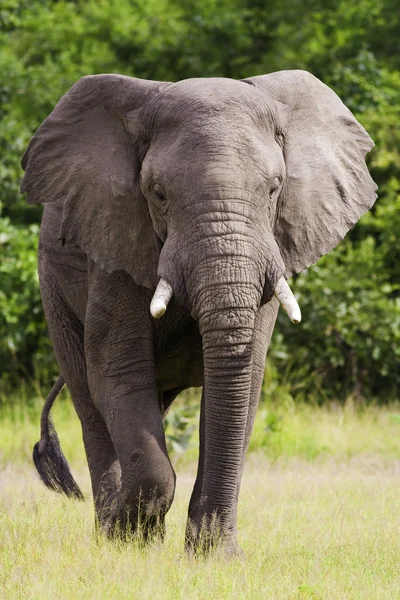 Elephant — Stock Photo, Image