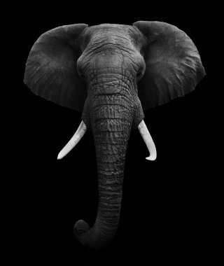 Afrika fili