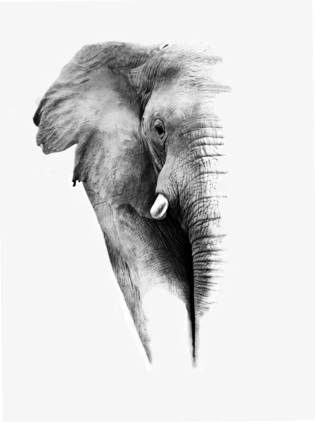 Elefante de perto — Fotografia de Stock