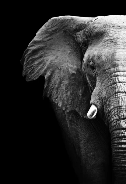 Слон крупным планом — стоковое фото