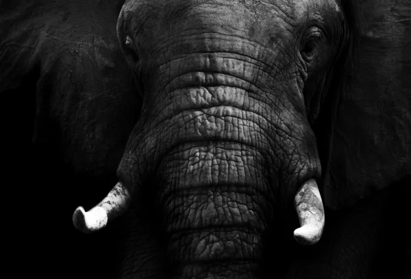 Elefante de cerca —  Fotos de Stock