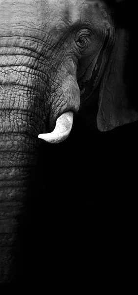 大象关门 — 图库照片