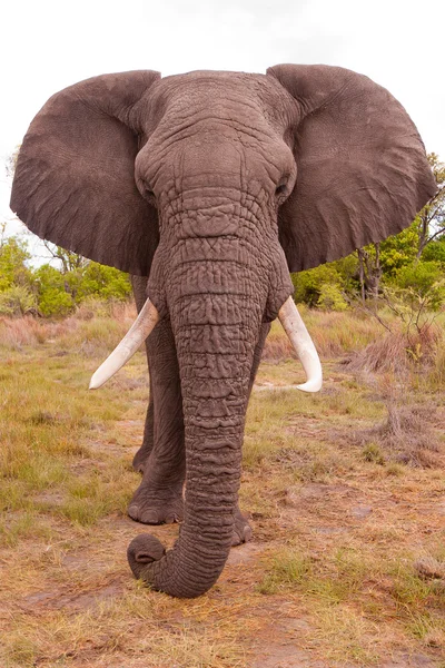 Elephant Close Up — Stock Photo, Image