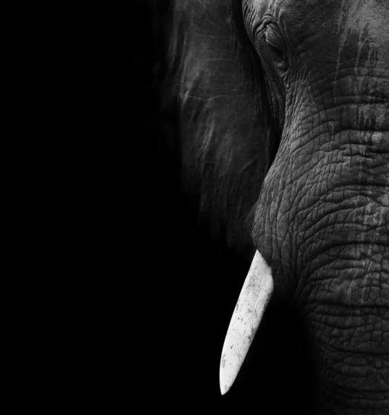 Слон крупним планом — стокове фото