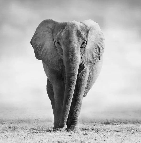 Olifant — Stockfoto