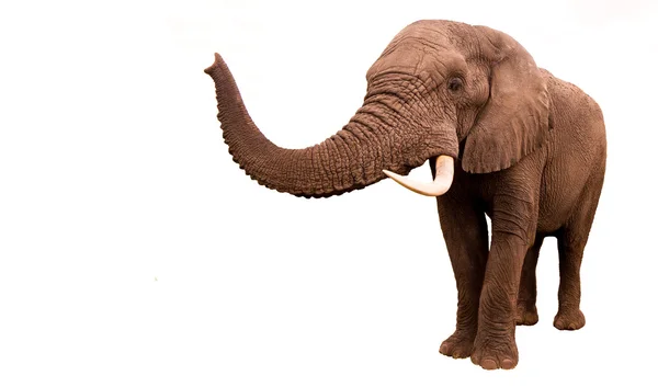 Elephant Isolated — Stock Photo, Image