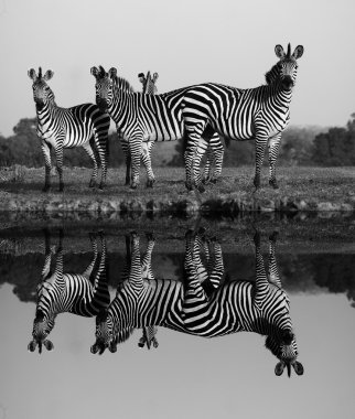 su yansıması ile Zebra