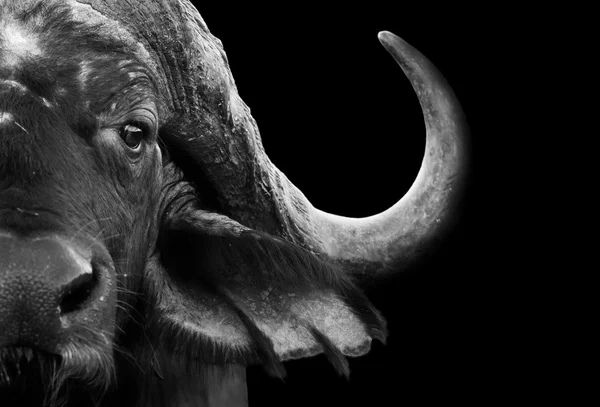 Buffalo cape Afrika — Stok Foto