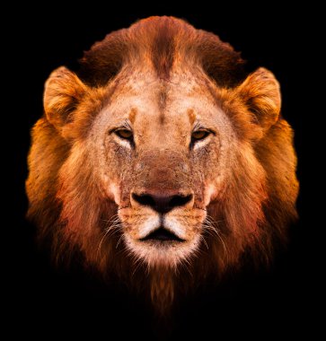 Aslan portre