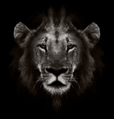 Aslan portre