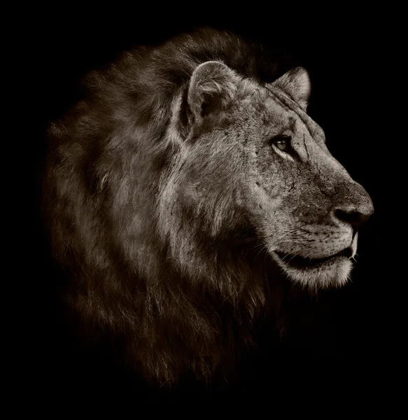 Aslan portre