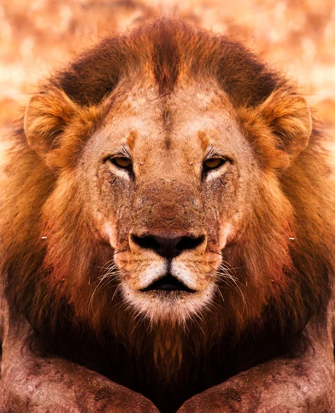 Lion Portrait — Stock Photo, Image