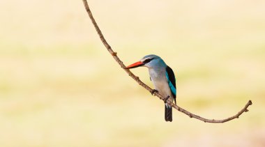Woodland Kingfisher bird perched on a branch clipart