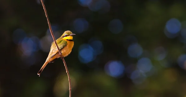 Pequeño pájaro come abejas — Foto de Stock