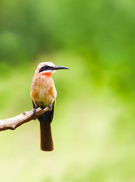 White fronted bee eater bird perched on a branch — Stock Photo, Image
