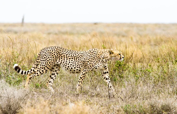 Cheetah — Stock Photo, Image