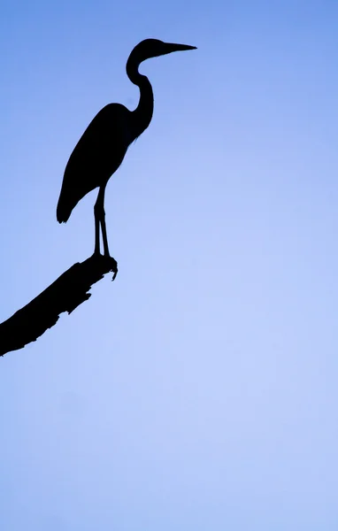 Een silhouet van een reiger — Stockfoto