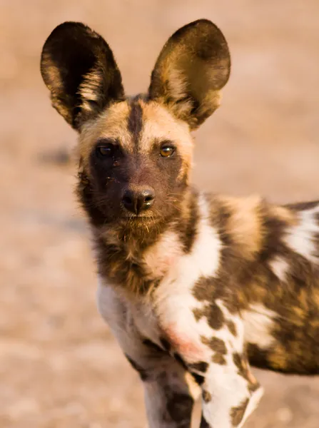 Afrikanischer Wildhund — Stockfoto