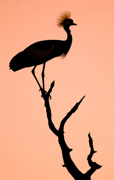 Silueta de pájaro grúa coronada — Foto de Stock