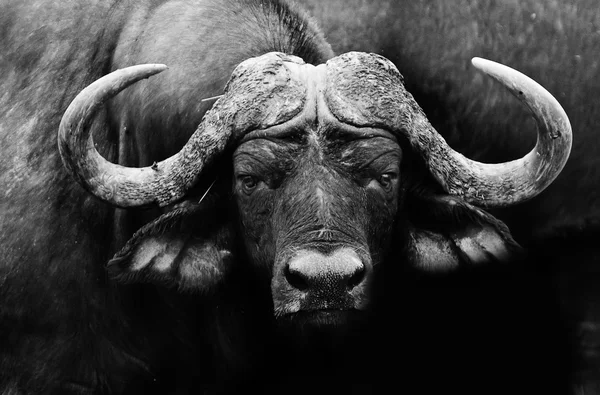 Afrikaanse buffel — Stockfoto