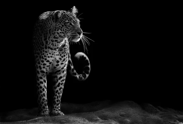 Leopardo — Fotografia de Stock