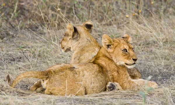 Leone. — Foto Stock