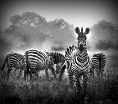 Siyah beyaz zebra.