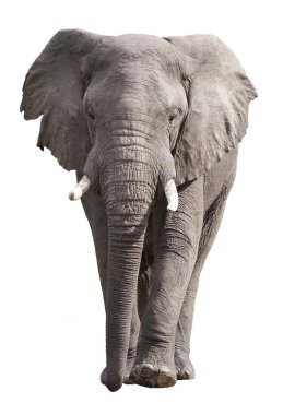 Afrika fili izole