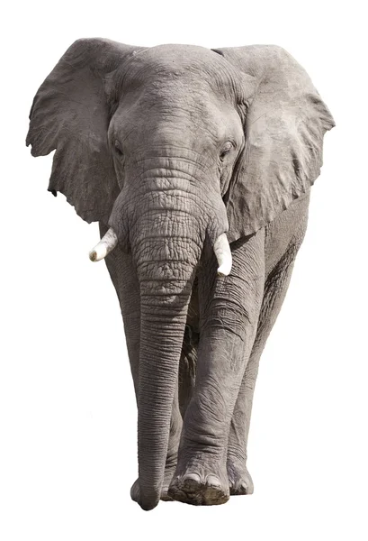 Afrikaanse olifant geïsoleerd — Stockfoto