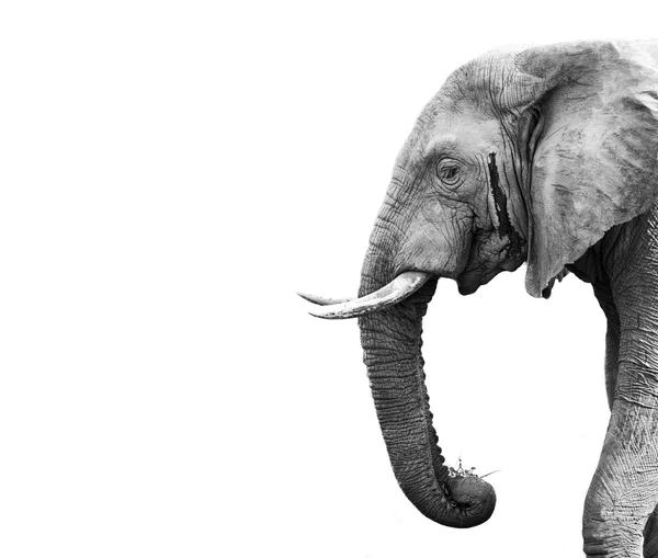 Afrikaanse olifant — Stockfoto