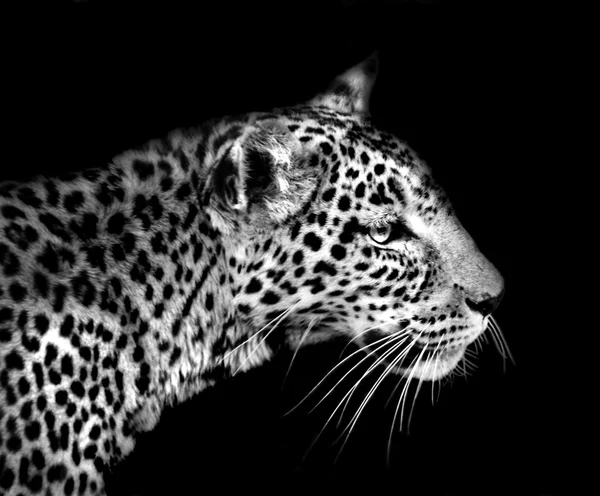 Leopard v černé a bílé — Stock fotografie