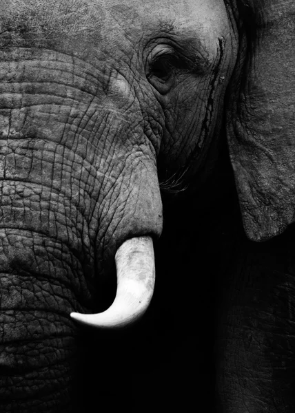 Éléphant noir et blanc artistique — Photo