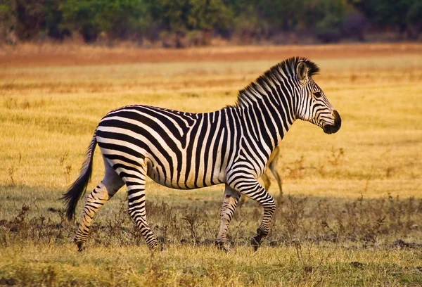 Zebra uruchomiony — Zdjęcie stockowe