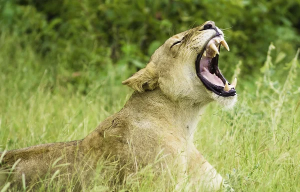 Kükreyen aslan — Stok fotoğraf