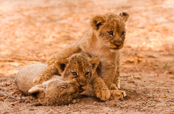 Niedliche Löwenbabys — Stockfoto