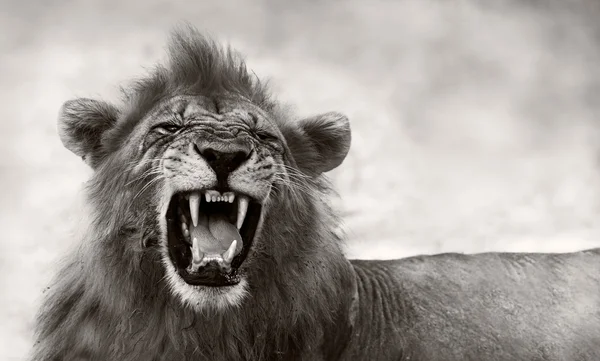 Lev zobrazování nebezpečné zuby — Stock fotografie