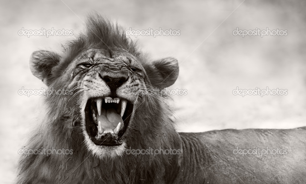 Lion displaying dangerous teeth