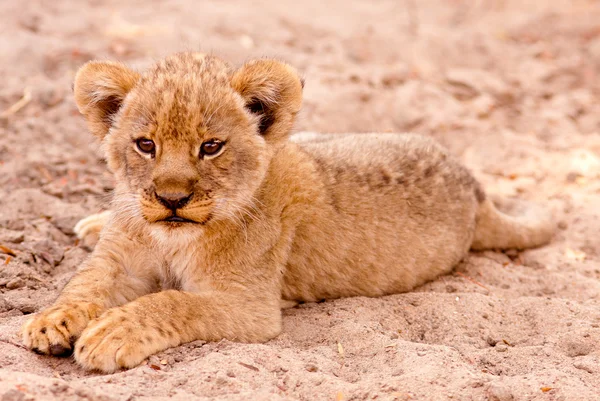 Carino cucciolo di leone — Foto Stock