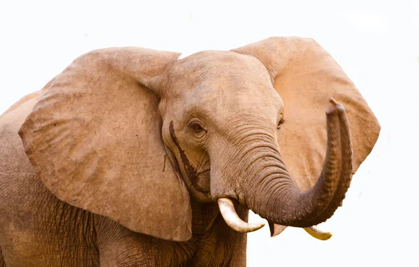 코끼리 트렁크 제기 — 스톡 사진