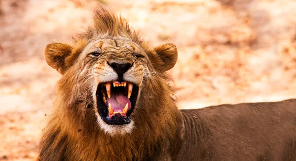 Lion affichant des dents dangereuses — Photo