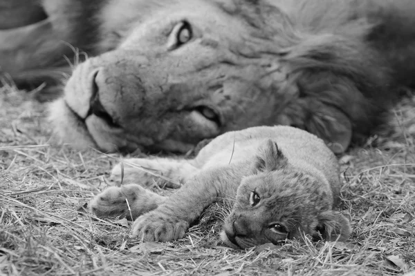 Lindo león cachorro descansando con padre — Foto de Stock