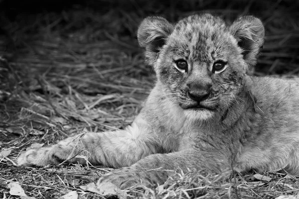 Carino cucciolo di leone in bianco e nero — Foto Stock